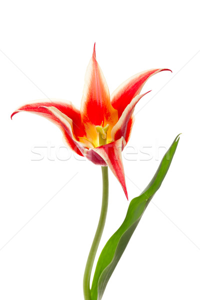 Lily flowered Tulip Aladdin isolated on white Stock photo © Photocrea