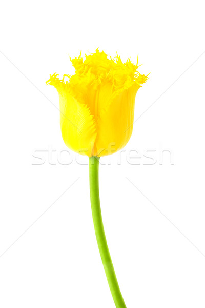 żółty tulipan odizolowany biały kwiaty wiosną Zdjęcia stock © Photocrea