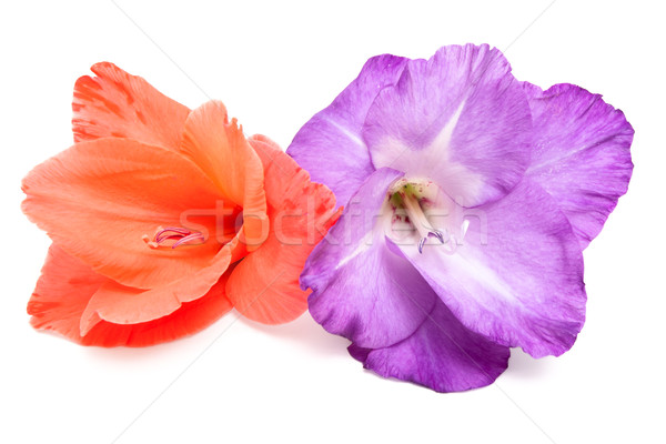 Stock photo: Two colorful flower gladiolus isolated on white
