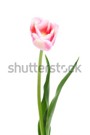 Triomphe tulipe nouvelle design isolé blanche Photo stock © Photocrea