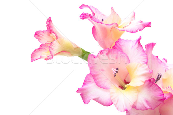 pink gladiolus isolated on white Stock photo © Photocrea