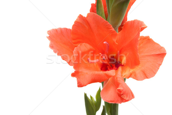 salmon-colored gladiolus isolated on white Stock photo © Photocrea