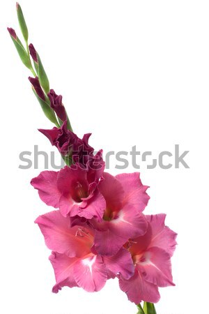 dark pink gladiolus isolated on white Stock photo © Photocrea