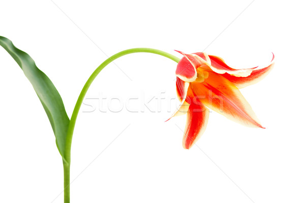Lily-flowered Tulip Aladdin Stock photo © Photocrea