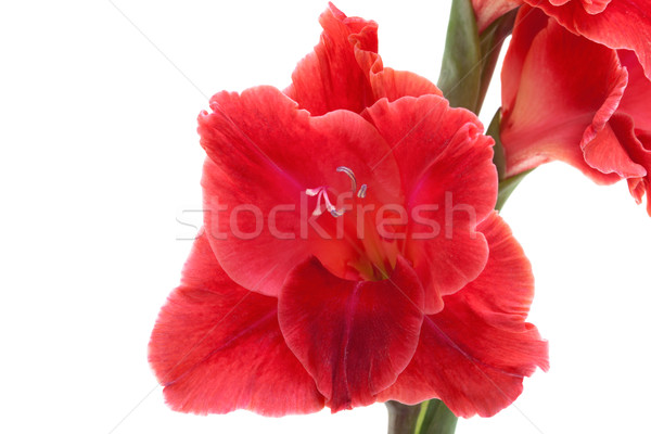 red gladiolus isolated on white Stock photo © Photocrea