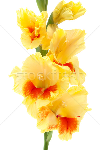 yellow gladiolus isolated on white Stock photo © Photocrea