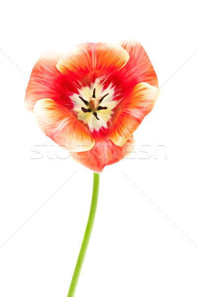 Tulipán hibrid amerikai álom izolált fehér Stock fotó © Photocrea