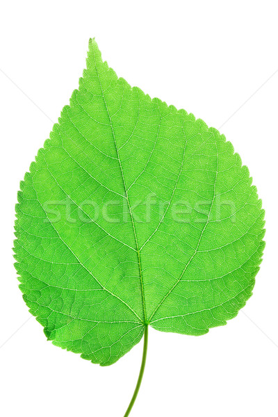 Zielony liść makro odizolowany biały charakter liści Zdjęcia stock © Photocrea