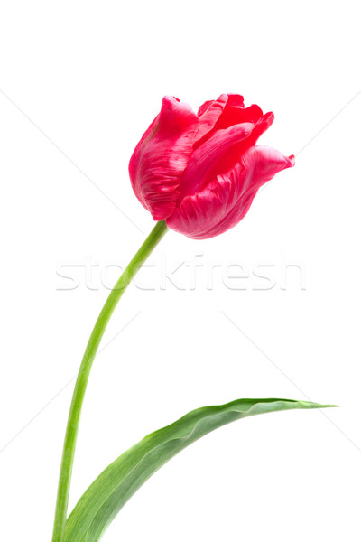 Rouge perroquet tulipe isolé blanche fleurs Photo stock © Photocrea