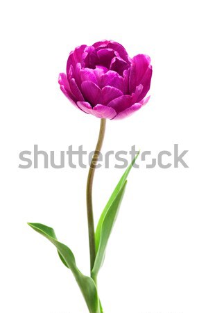 сирень совершенство удвоится Tulip изолированный белый Сток-фото © Photocrea