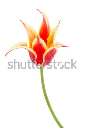 Lily flowered Tulip Aladdin Stock photo © Photocrea