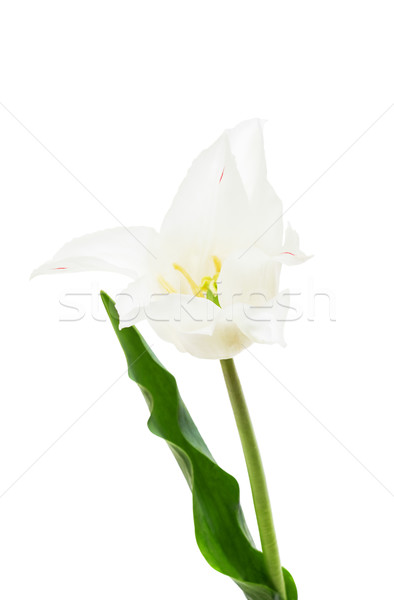 Lily flowered tulip  White Triumphator Stock photo © Photocrea