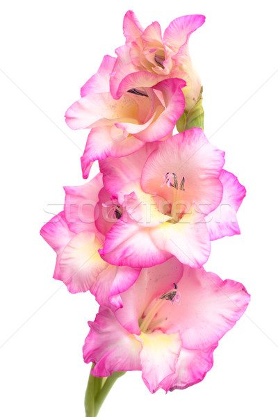 pink gladiolus isolated on white Stock photo © Photocrea