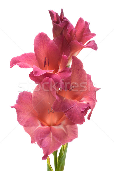 pink gladiolus isolated on white Stock photo © Photocrea