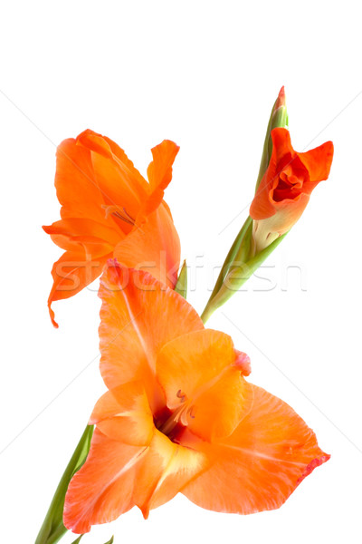 orange gladiolus isolated on white Stock photo © Photocrea