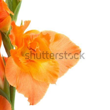 Stockfoto: Oranje · geïsoleerd · witte · schoonheid · najaar · kleur