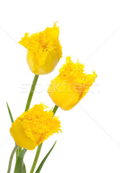 żółty tulipany odizolowany biały kwiaty wiosną Zdjęcia stock © Photocrea