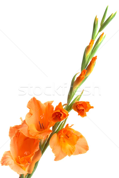 orange gladiolus isolated on white
 Stock photo © Photocrea