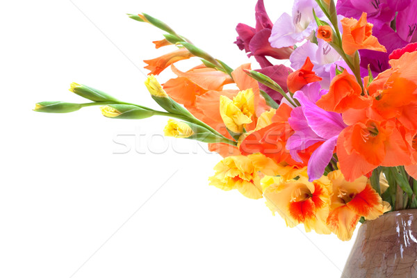 bouquet of colored gladioli isolated on white
 Stock photo © Photocrea