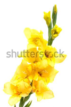 yellow gladiolus isolated on white Stock photo © Photocrea