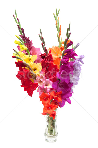 bouquet of colored gladioli isolated on white
 Stock photo © Photocrea