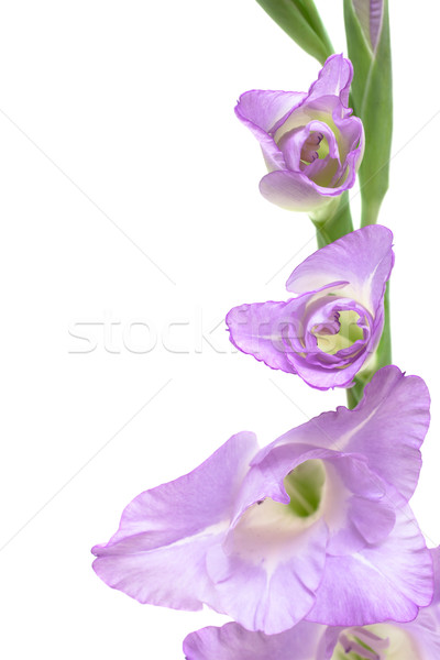 violet gladiolus isolated on white Stock photo © Photocrea
