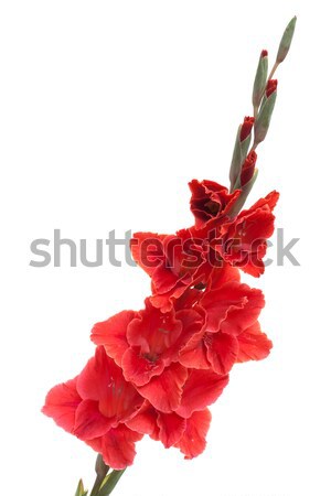 Red gladiolus isolated on white Stock photo © Photocrea