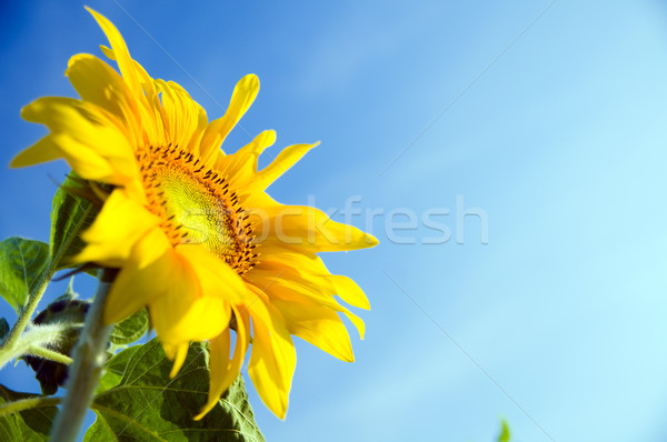 向日葵 花盆 充分 盛开 太阳 蓝天 sunflower in