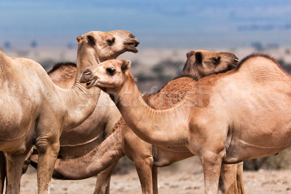 Foto stock: Grupo · camellos · África · árbol · desierto · verano