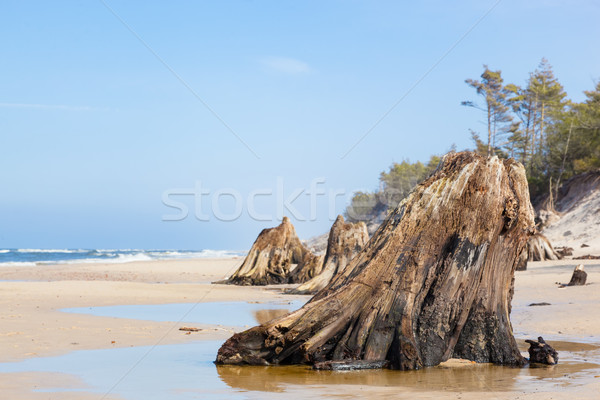 Jaren oude boom strand storm Stockfoto © photocreo