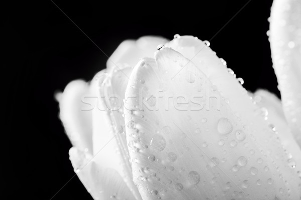 Fraîches blanche tulipe gouttes d'eau noir [[stock_photo]] © photocreo