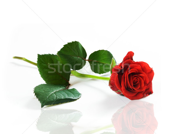 Red fresh rose on white Stock photo © photocreo