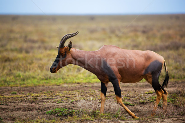 Sabana serengeti África safari Tanzania naturaleza Foto stock © photocreo