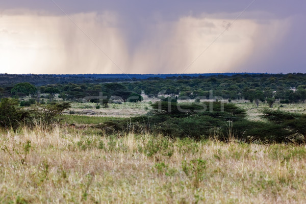 Szavanna tájkép Afrika Serengeti Tanzánia fa Stock fotó © photocreo