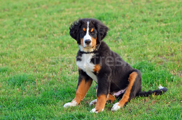 Stok fotoğraf: Portre · köpek · yavrusu · bernese · dağ · köpeği · doğal · manzara · köpek