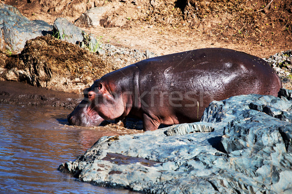 Hipopótamo hipopótamo río serengeti Tanzania África Foto stock © photocreo