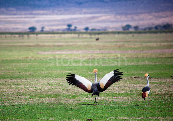 Grey Crowned Crane. The national bird of Uganda Stock photo © photocreo