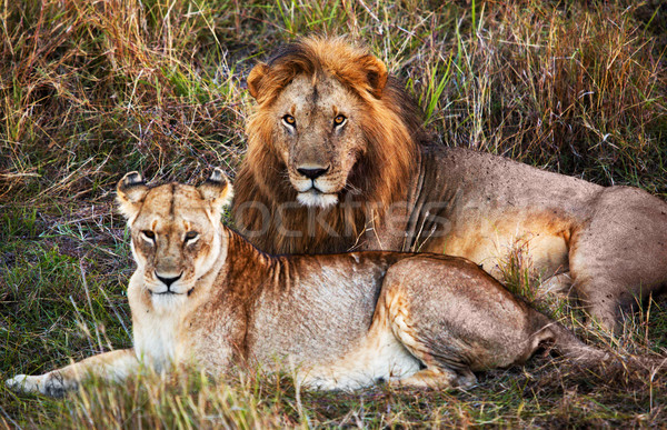 Férfi oroszlán női szafari Serengeti Tanzánia Stock fotó © photocreo