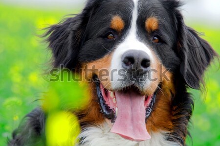 Berner sennenhond portret bloemen landschap voorjaar hond Stockfoto © photocreo