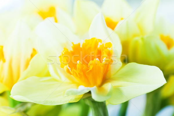 Macro image of spring flower, jonquil, daffodil. Stock photo © photocreo