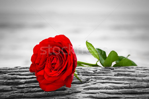 Stock photo: Red rose on the beach. Color against black and white. Love, romance, melancholy concepts.