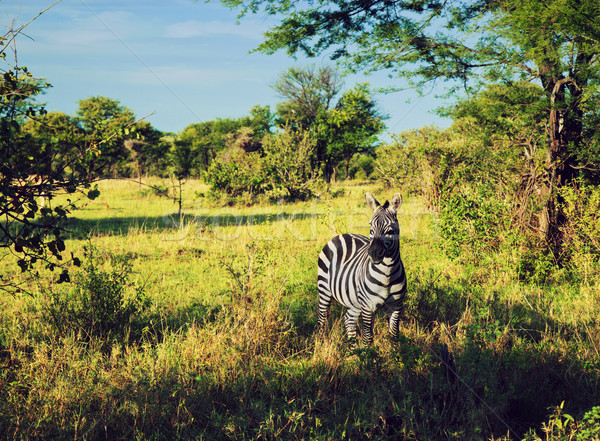Zebra grama africano savana África safári Foto stock © photocreo