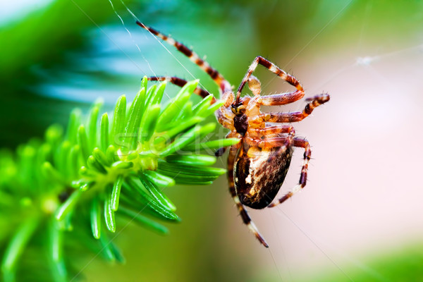 Stock foto: Garten · Spinne · Kreuz · Spezies