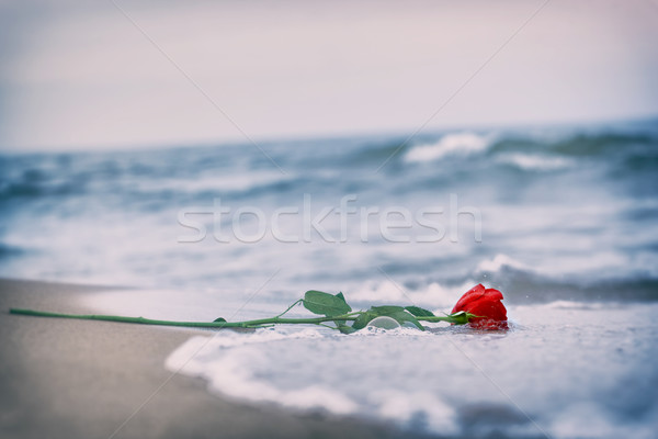 Waves washing away a red rose from the beach. Vintage. Love Stock photo © photocreo