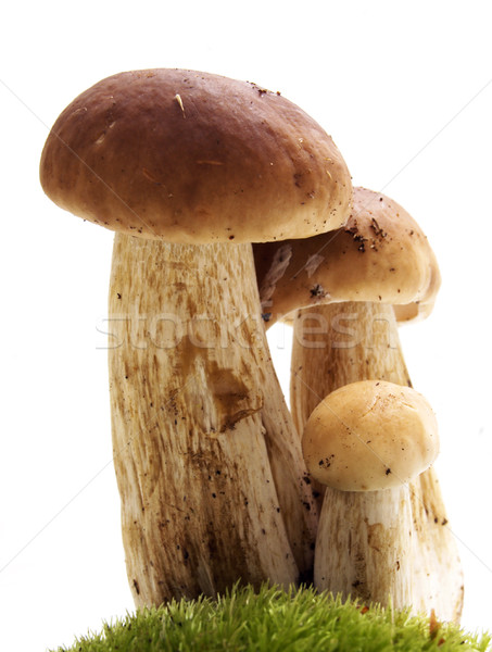 Mushrooms on white - ceps Stock photo © photocreo