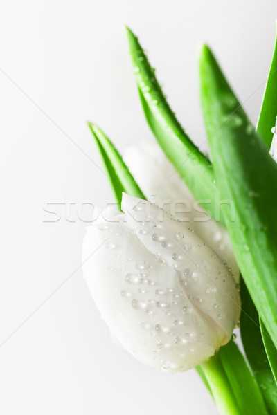 Foto stock: Fresco · branco · tulipa · gotas · de · água · primavera