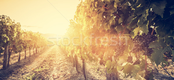 Stok fotoğraf: Bağ · Toskana · İtalya · şarap · çiftlik · gün · batımı