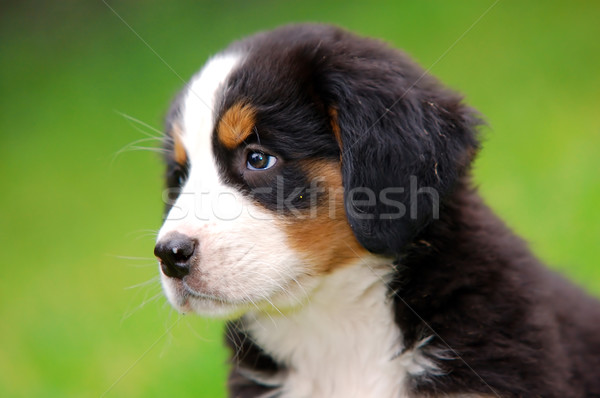 Portrait of Bernese mountain dog Stock photo © photocreo