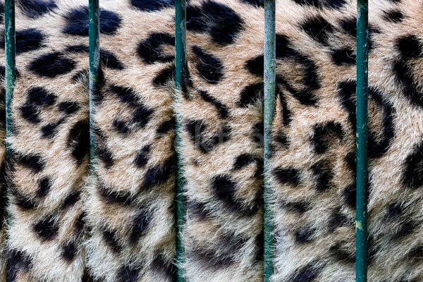 Pisica de mare cuşcă blană in spatele grădină zoologică bare Imagine de stoc © photocreo