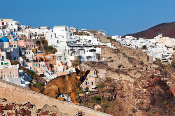 Evsiz köpek oturma taş duvar kasaba santorini adası Stok fotoğraf © photocreo